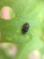 Brachys ovatus