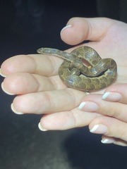 Leopard Dwarf Boa photo 3