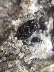 Brachys ovatus