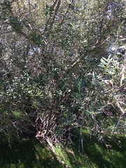 Olea europaea europaea