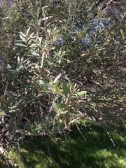 Olea europaea europaea