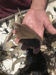 Trinectes maculatus