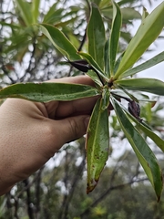 Ploiarium elegans, photograph Richard Dimon, CC BY, iNaturalist via GBIF