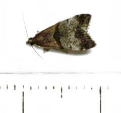 Antiscopa epicomia