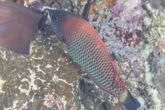 Pseudodax moluccanus