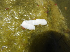 Cestoda