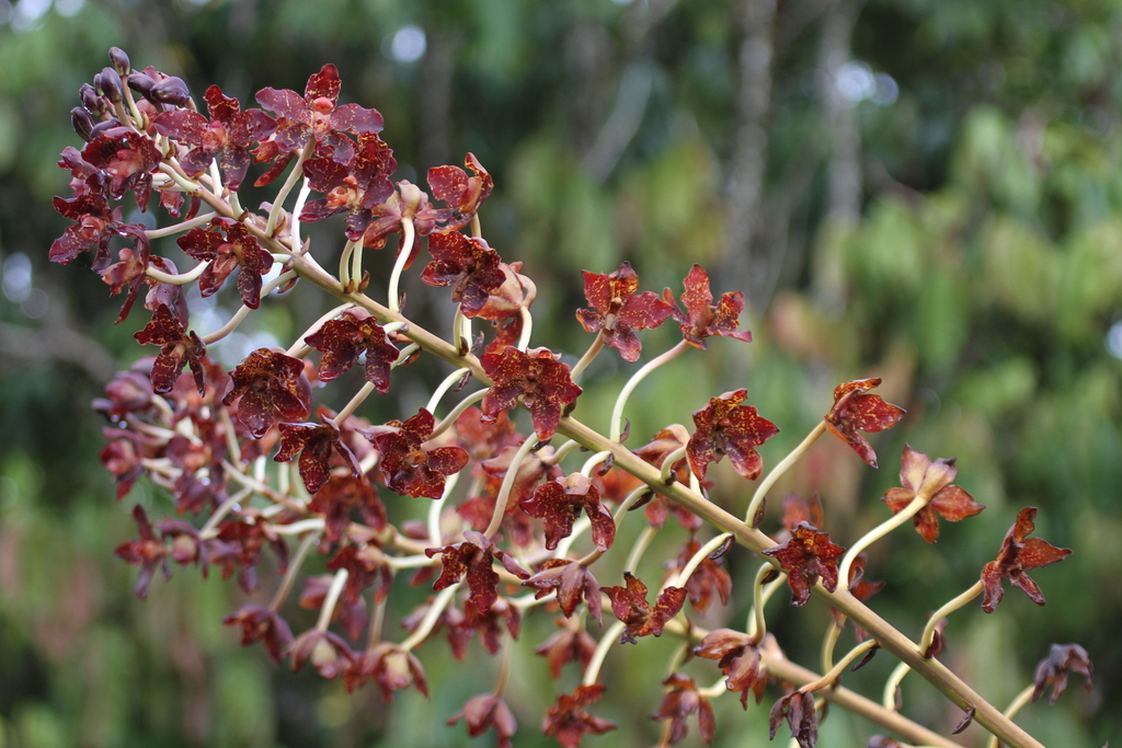 Grammatophyllum kinabaluense