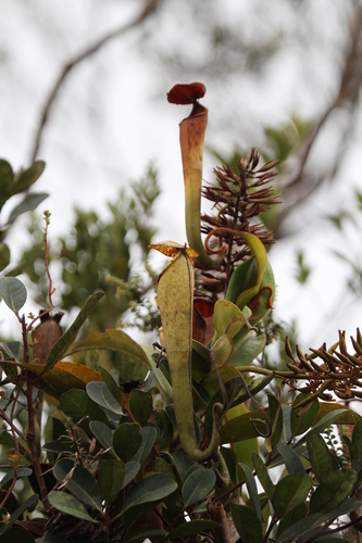 Nepenthes stenophylla