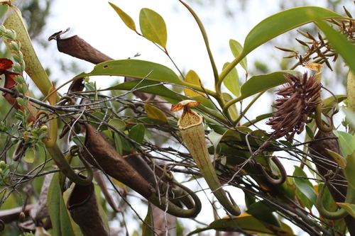 Nepenthes stenophylla