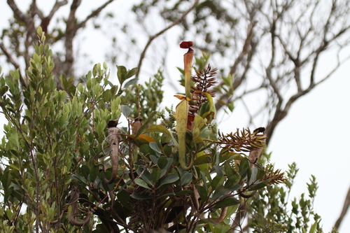 Nepenthes stenophylla