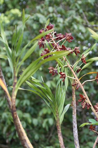 Image of Grammatophyllum Kinabaluense (Grammatophyllum kinabaluense) by no rights reserved
