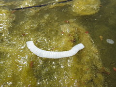 Cestoda