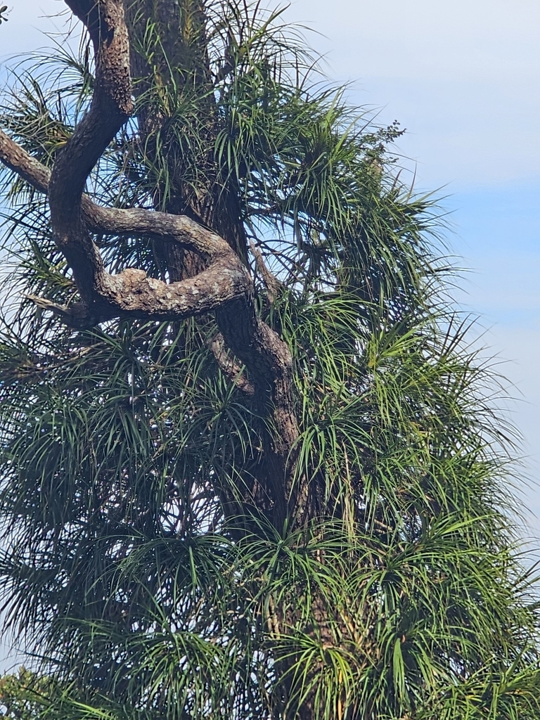 Long đằng sumatra – Freycinetia sumatrana