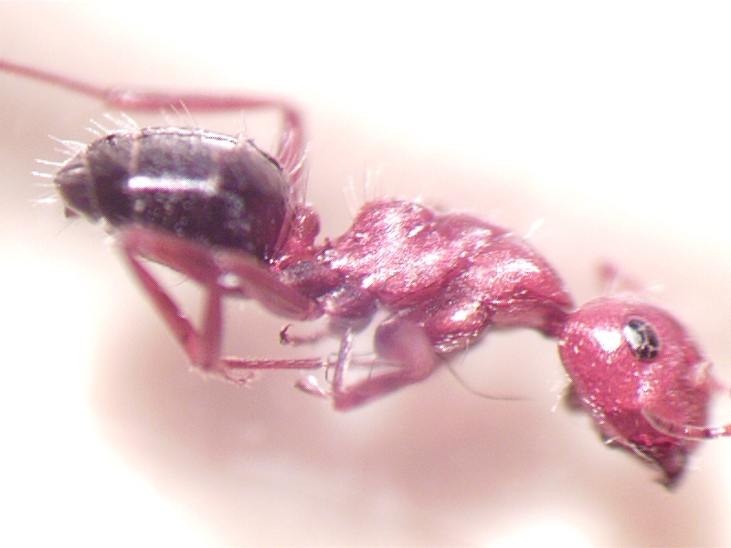 Camponotus semirufus