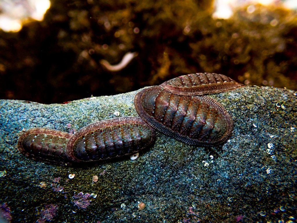 Austral Chiton from Bateau Bay Beach, NSW, Australia on February 14 ...