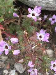 Polemoniaceae