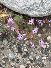 Polemoniaceae