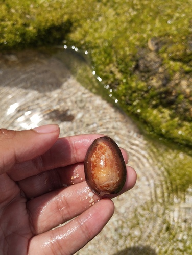 Snakehead Cowrie