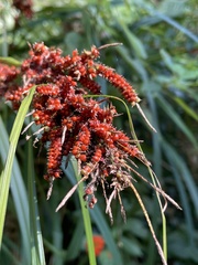 紅果薹