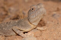 North Arabian Plain Agama photo 2