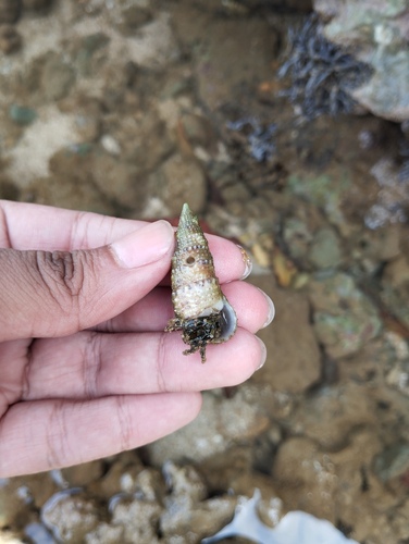 Ribbed Hermit Crab