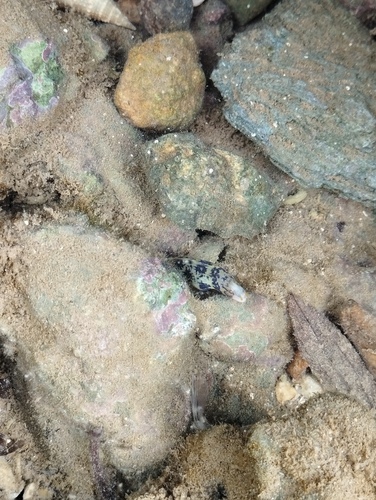 Snowflake Moray