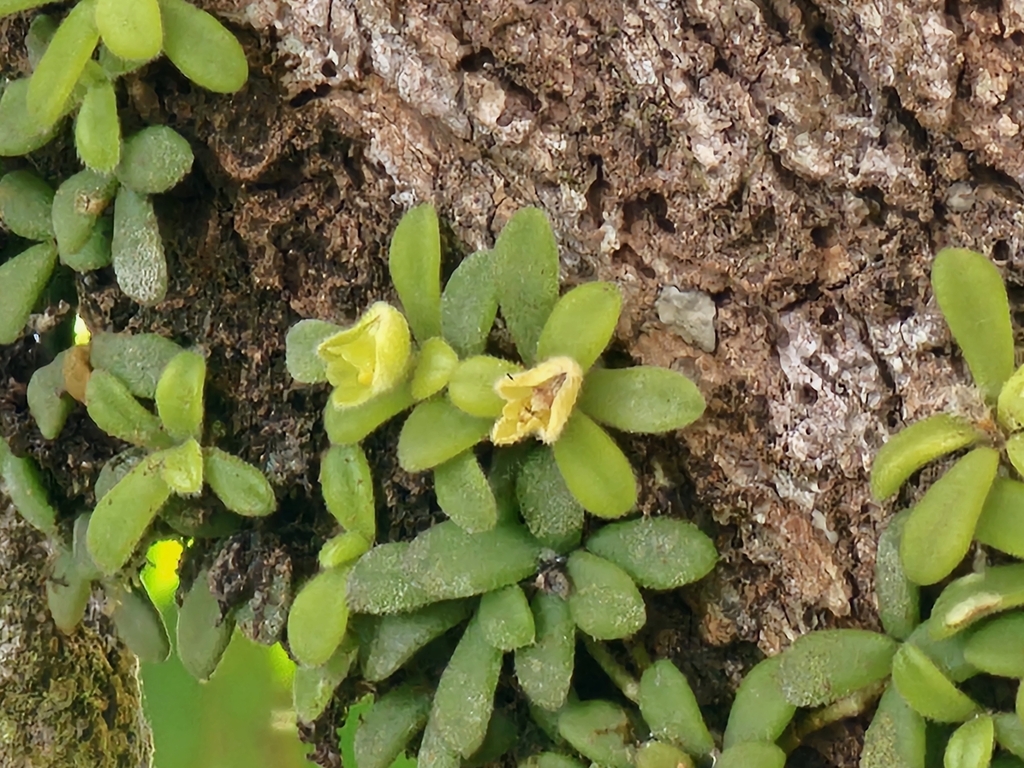 Trichotosia rotundifolia