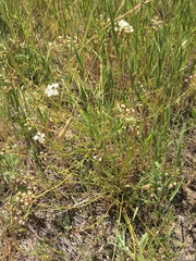 Allium haematochiton