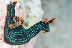 Nembrotha kubaryana