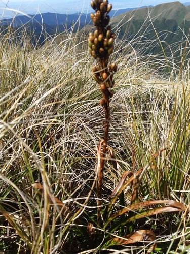 Image of Bulbinella Gibbsii (Bulbinella gibbsii) by no rights reserved