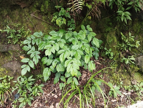 Astilbe rivularis observed 2024-02-13