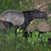 Malayan Tapir - Photo (c) James Eaton, some rights reserved (CC BY-NC), uploaded by James Eaton