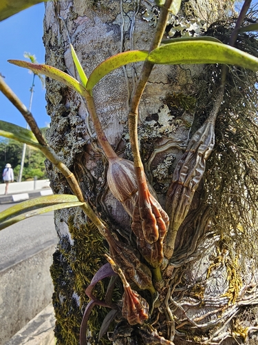 Image of Dendrobium crumenatum by (c) Richard Dimon, some rights reserved (CC BY)