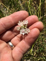 Allium haematochiton