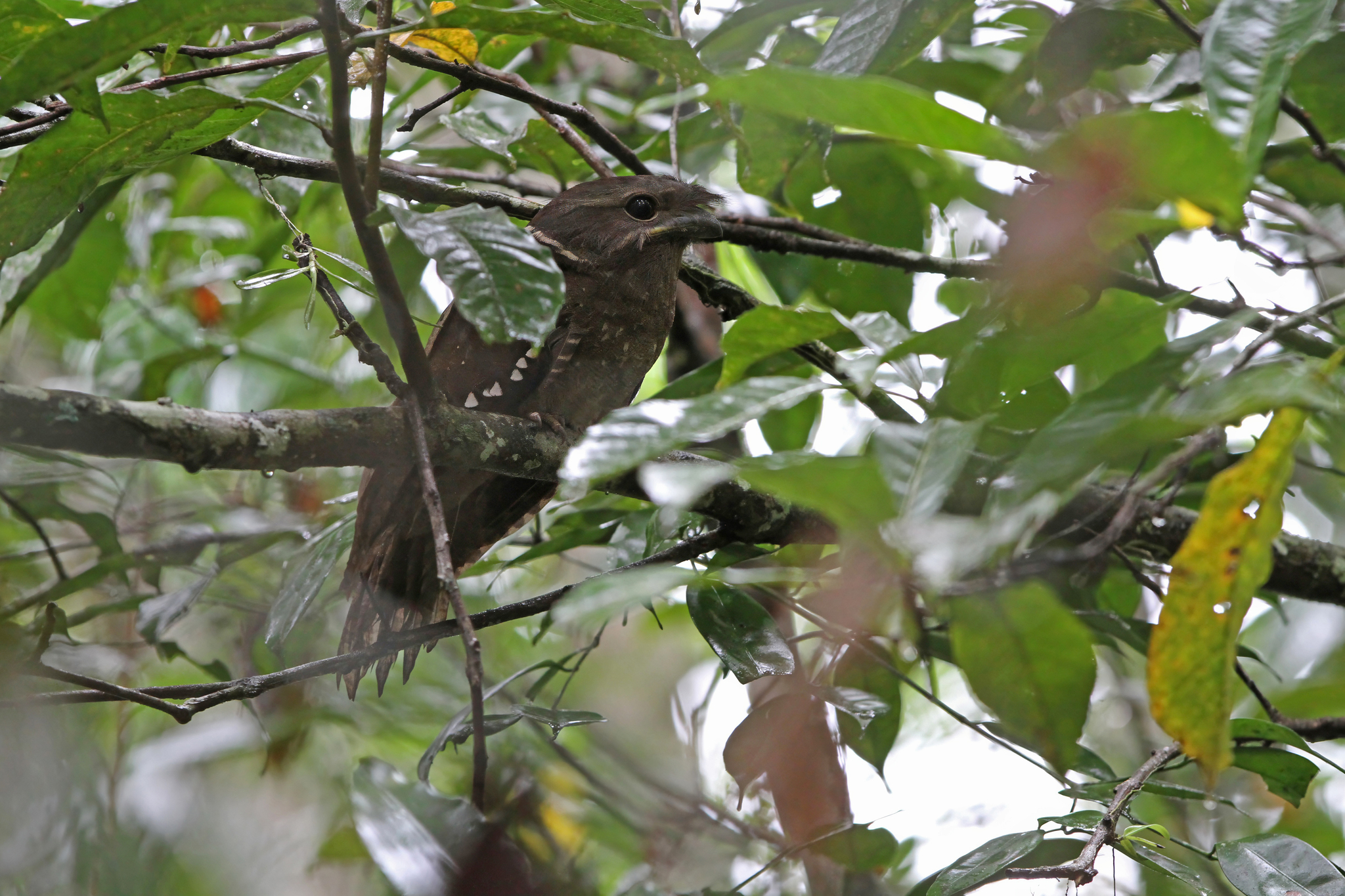 Dulit Frogmouth (Batrachostomus harterti), photo 2