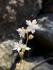 Lithophragma heterophyllum
