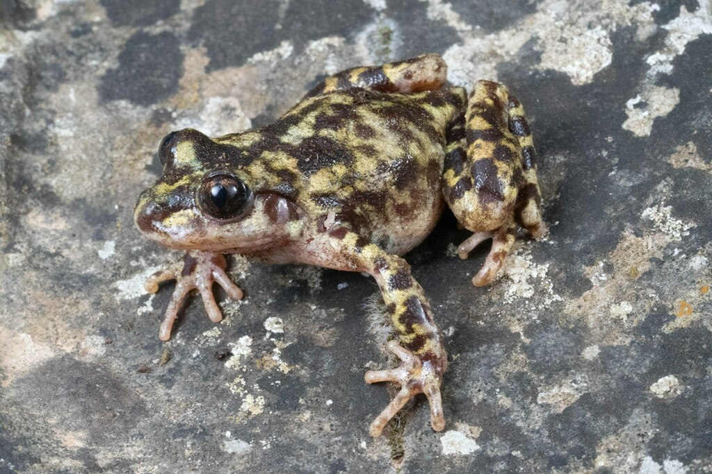 Mallorcan Midwife Toad
