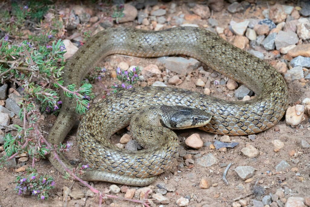 False Smooth Snake