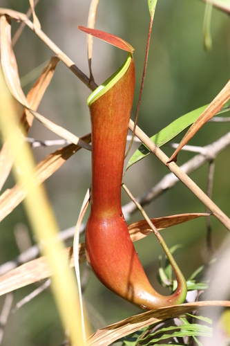 Nepenthes reinwardtiana