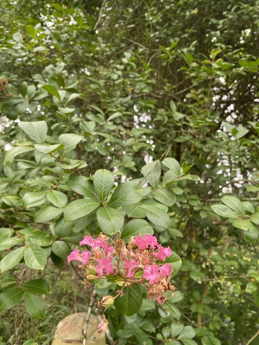 Lagerstroemia indica