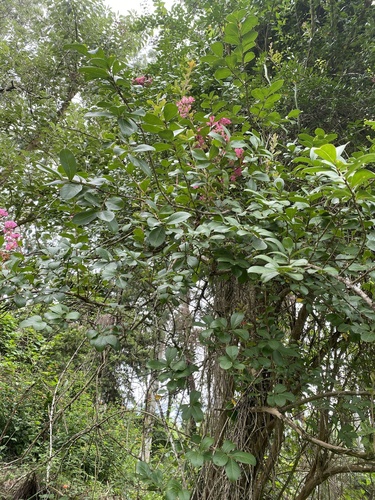 Lagerstroemia indica
