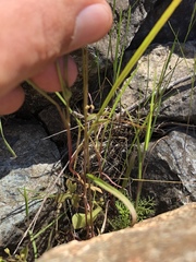 Lithophragma heterophyllum