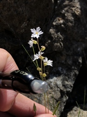 Lithophragma heterophyllum
