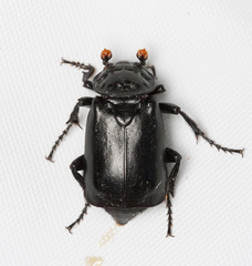 Nicrophorus nigrita