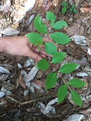 Toxicodendron vernix