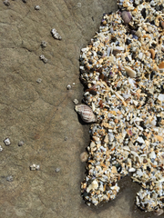 Acanthinucella spirata