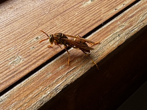 Yellow Oriental Paper Wasp photo 4
