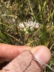 Allium haematochiton