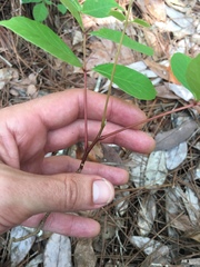 Toxicodendron vernix