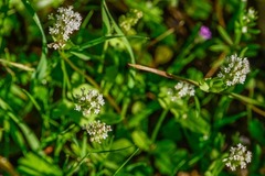 Plectritis macrocera